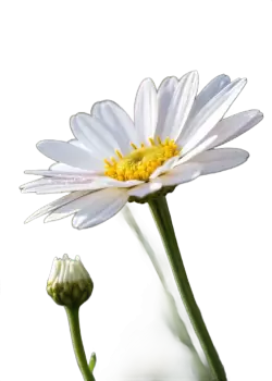 Imagen PNG para descargar